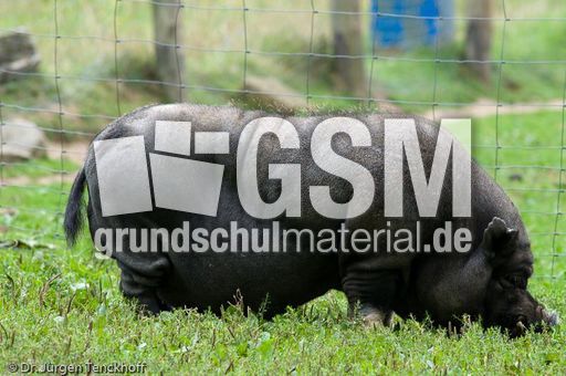 Hängebauchschwein (28 von 37).jpg